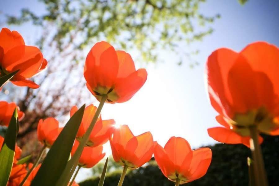 Zon&Zee Vakanties Duinzigt Villa Noordwijkerhout Ngoại thất bức ảnh